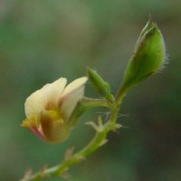 Polygala chinensis L.